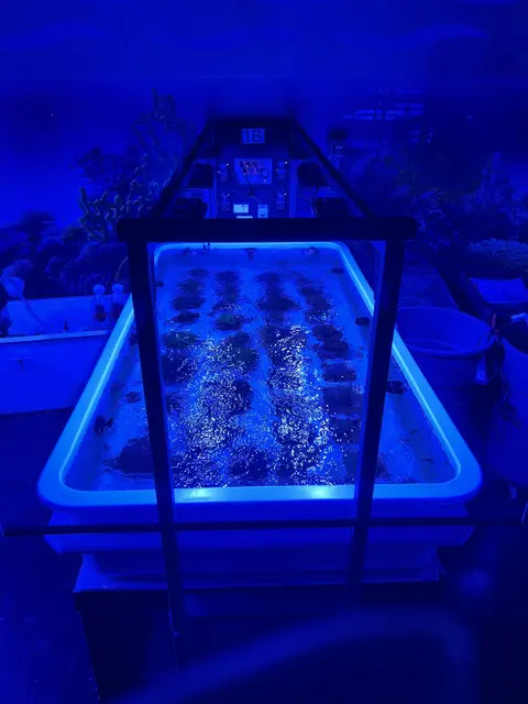 Aquarium holding tanks glowing under blue light