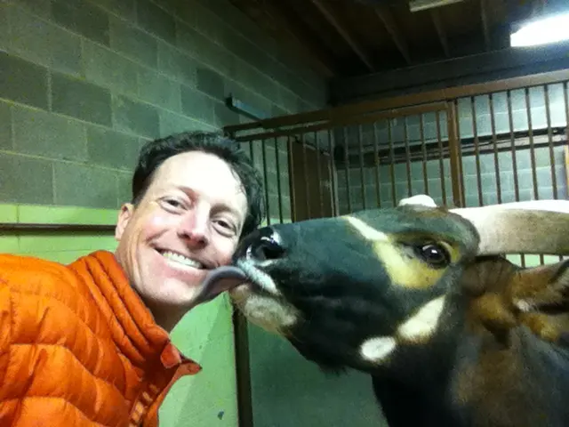 A man taking a selfie with a curious bongo antelope