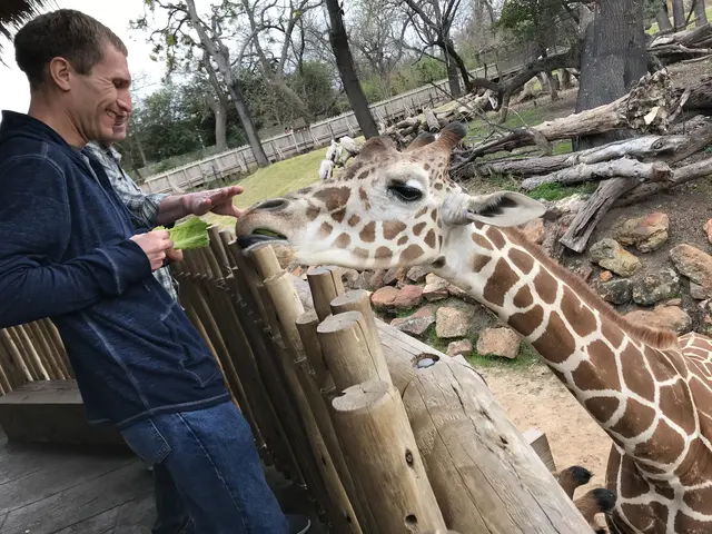 A man hand-feeding a giraffe leafy greens over a wooden fence