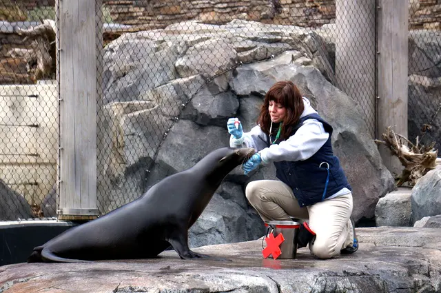 A trainer kneeling on rocks with a sea lion during a training session